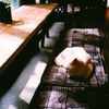 日向ぼっこ