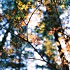 春の紅葉