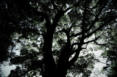 shadowgraph