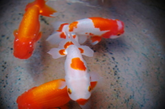 金魚