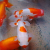 金魚