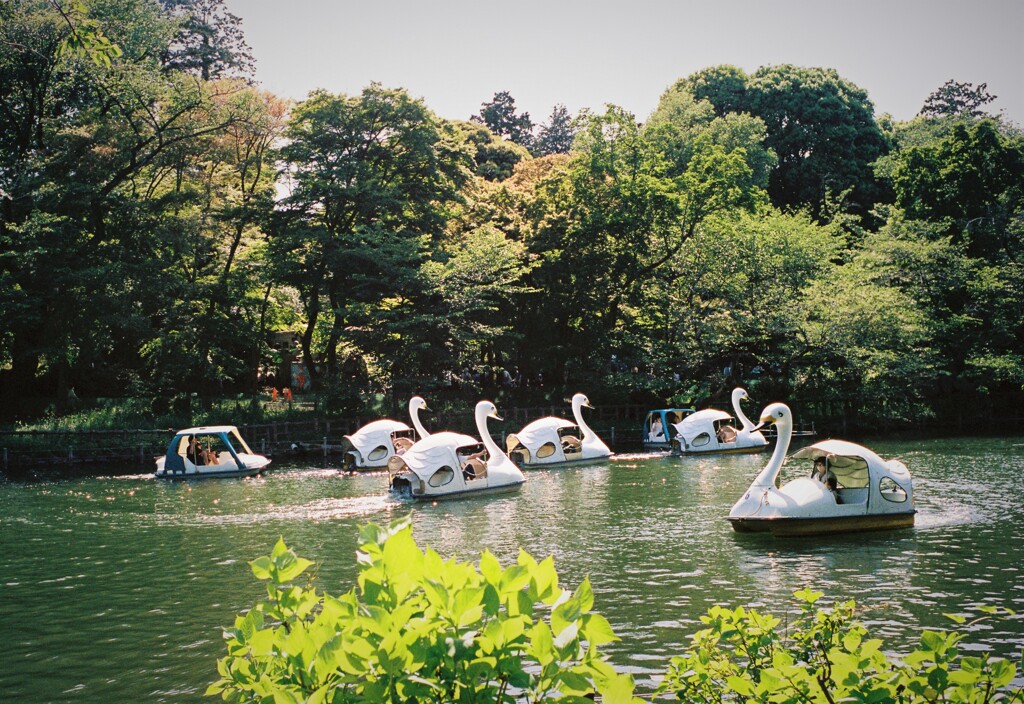 井の頭公園
