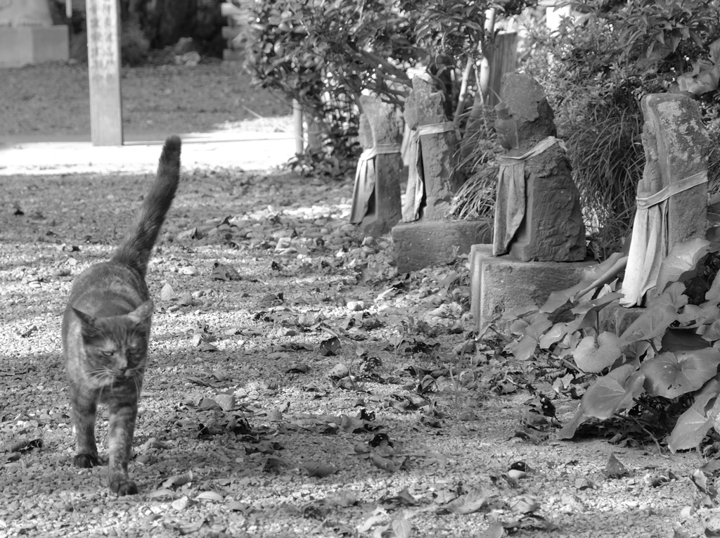 お地蔵様と猫