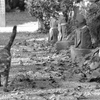 お地蔵様と猫