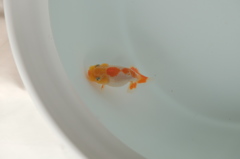 金魚