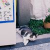 アイスキャンディ屋のねこ