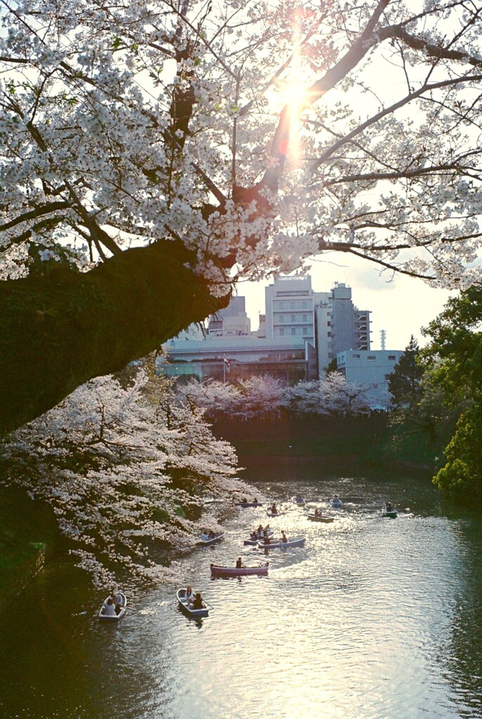 千鳥ヶ淵