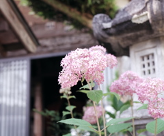 紫陽花