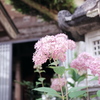 紫陽花