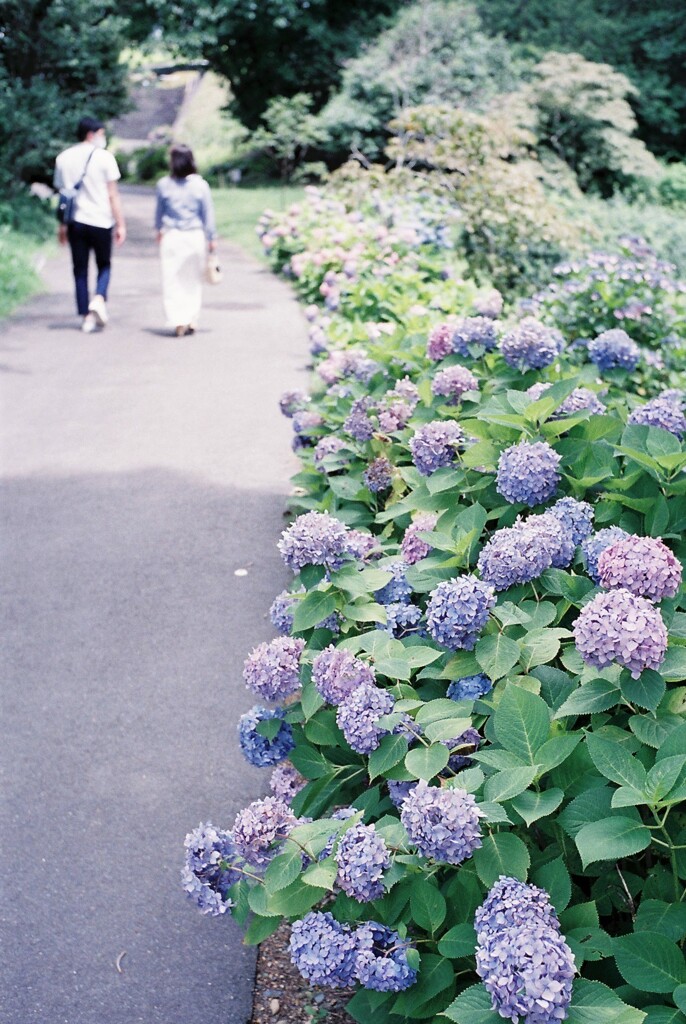 紫陽花