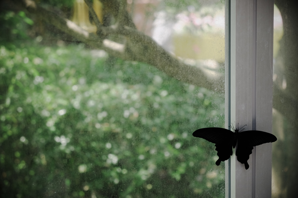 visitor