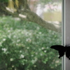 visitor