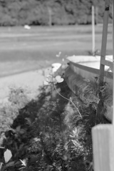 道端の秋桜
