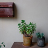 ポストと鉢植え
