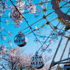 桜と観覧車