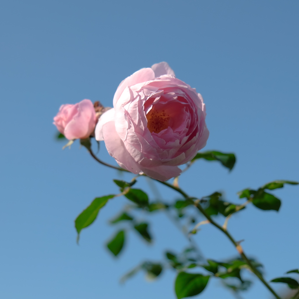 薔薇