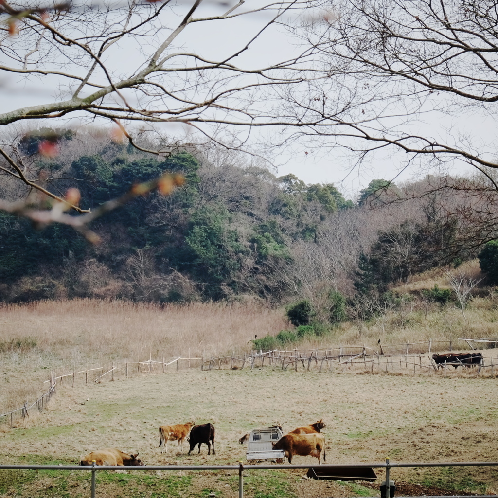 牧場の風景