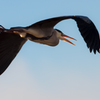 fly pass