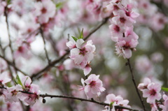 平野神社の桜