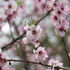 平野神社の桜