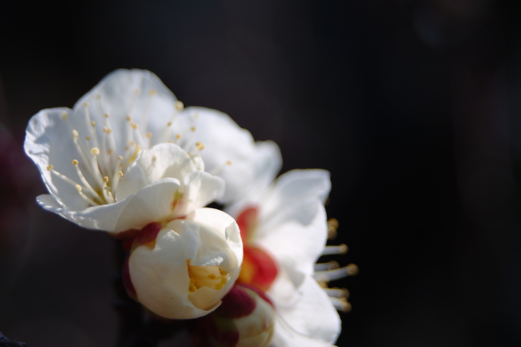 梅の花