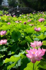 伊賀八幡宮の蓮③