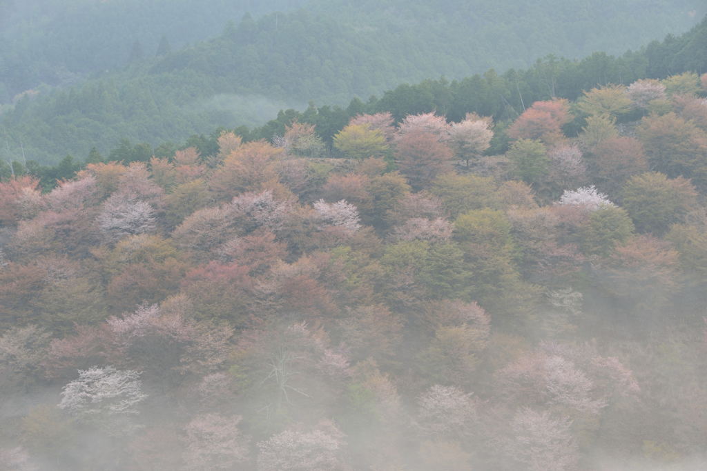 霧の桜山