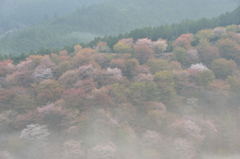 霧の桜山