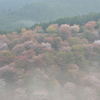 霧の桜山