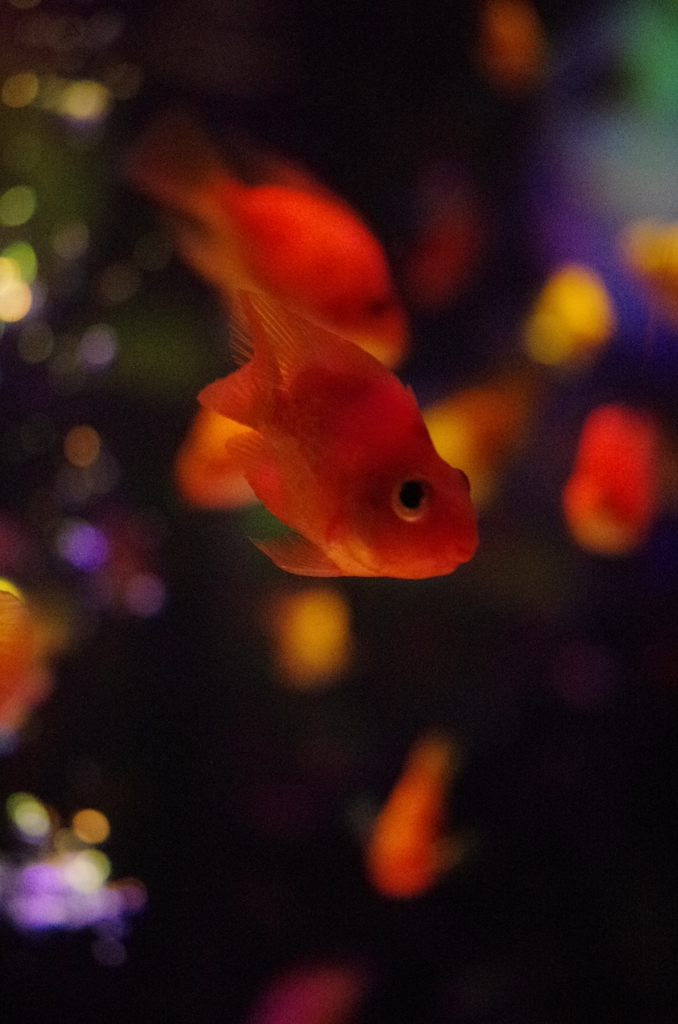 上目使いの金魚
