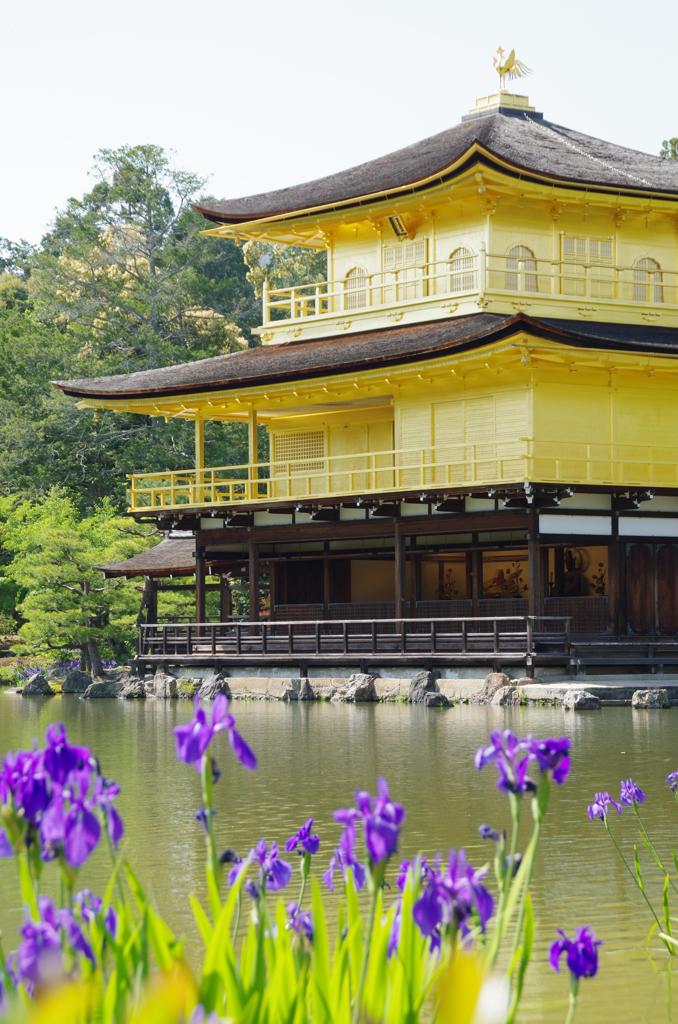 あやめと金閣寺