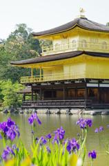 あやめと金閣寺