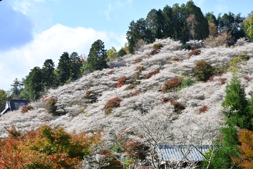 四季桜