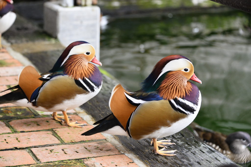 掛川花鳥園1