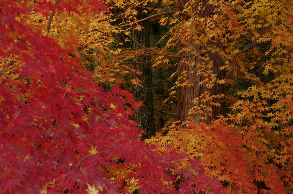 晩秋の木々