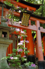 千本鳥居②