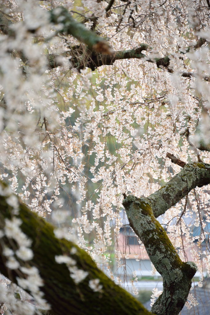しだれ桜②