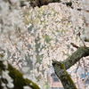 しだれ桜②