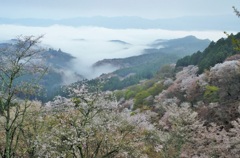 雲海と桜②