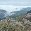 雲海と桜②