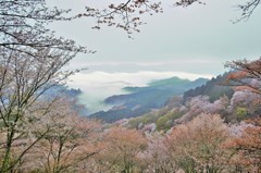 雲海と桜