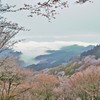 雲海と桜