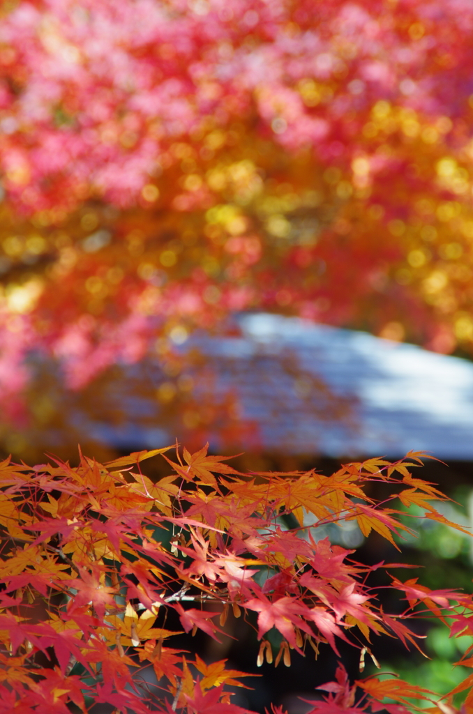 豊田市美術館の紅葉②