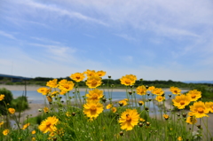川沿いの風景