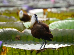 掛川花鳥園②