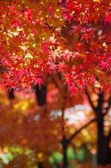 豊田市美術館の紅葉④