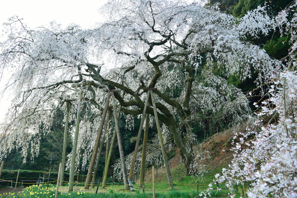 しだれ桜①