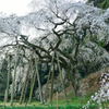 しだれ桜①