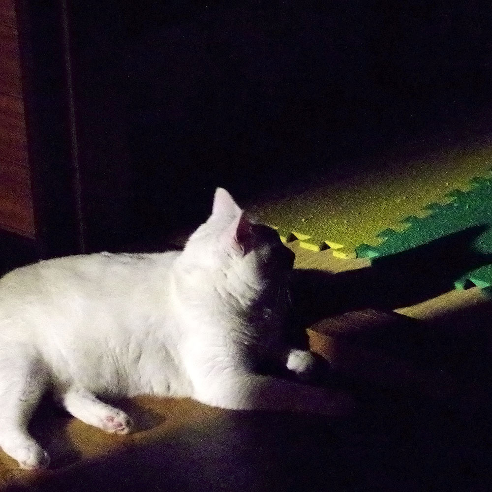 陰影あり