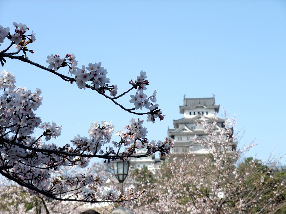 姫路城の春